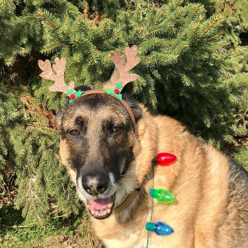 Hans dressed as a reindeer